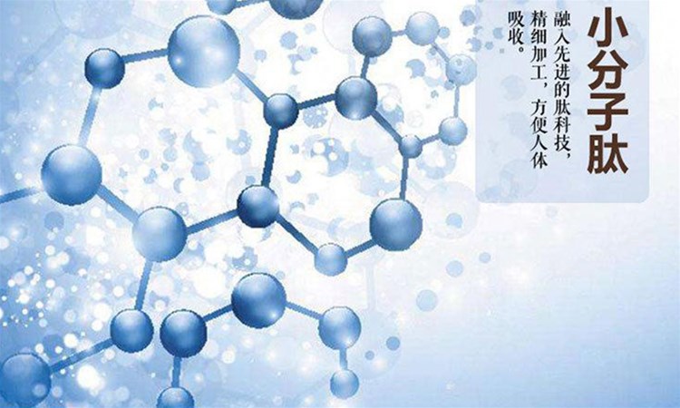 小分子肽比完整蛋白、氨基酸有什么優(yōu)勢